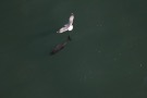 Missing Picture
